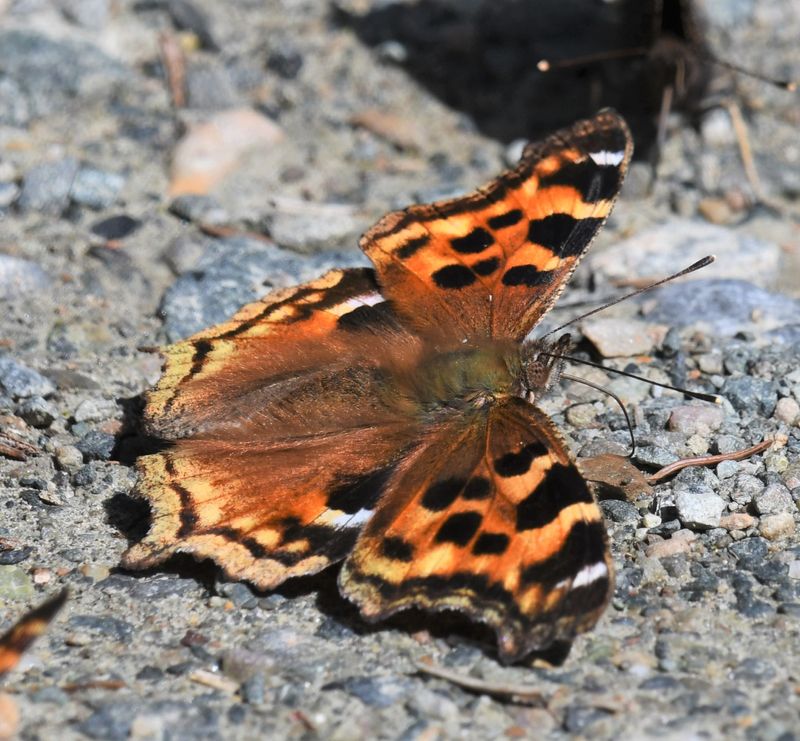 Compton Tortoiseshell: Nymphalis l-album