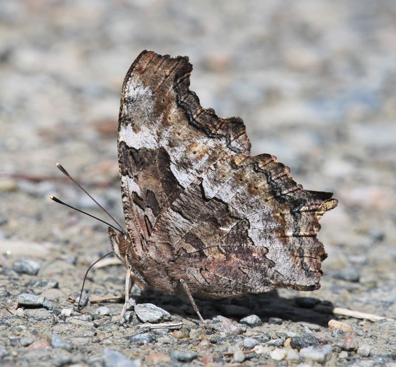 Compton Tortoiseshell: Nymphalis l-album