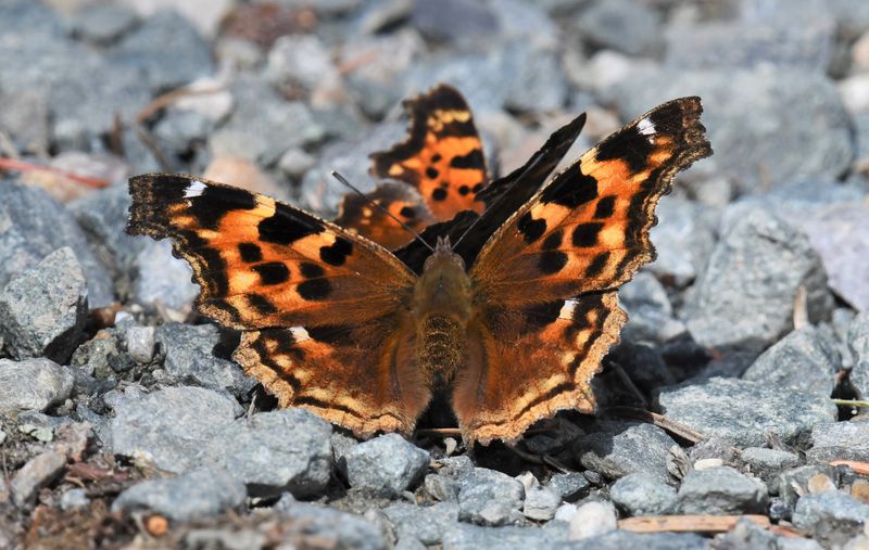 Compton Tortoiseshell: Nymphalis l-album