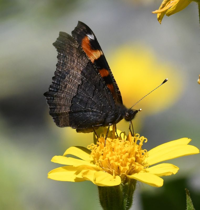 Milbert's Tortoiseshell: Aglais milberti
