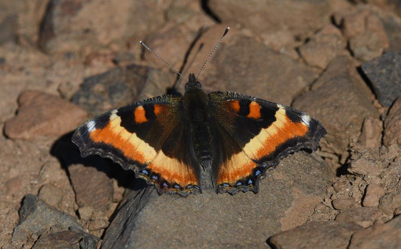 Milbert's Tortoiseshell: Aglais milberti