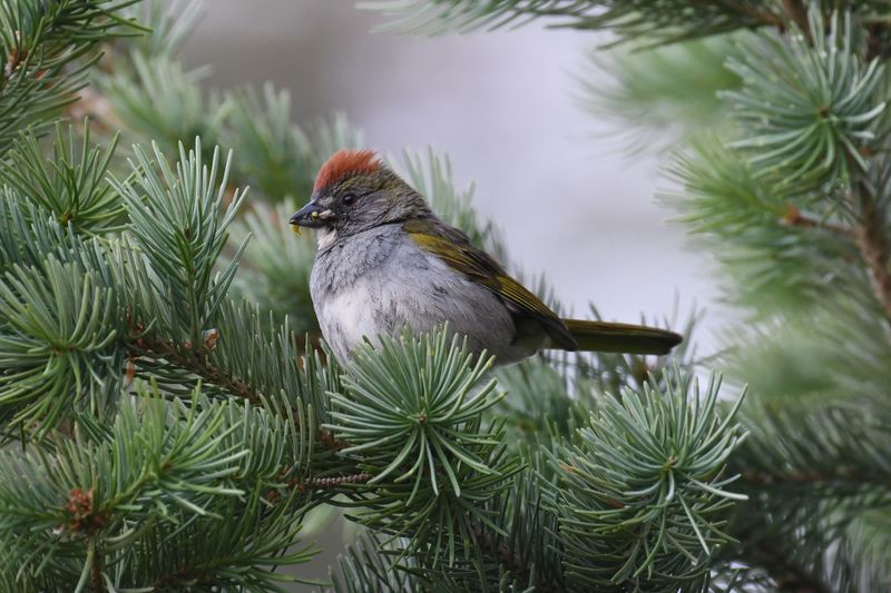 Green-tailed Towhee