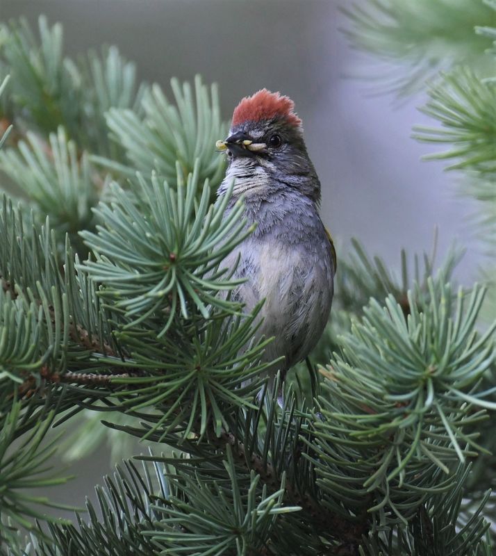 Green-tailed Towhee