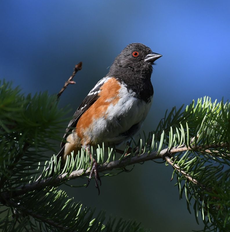 Spotted Towhee