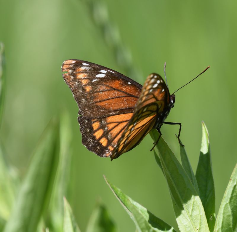 Vicequin: Viceroy x Lorquin's Admiral