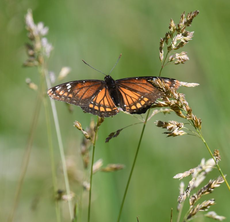 Vicequin: Viceroy x Lorquin's Admiral
