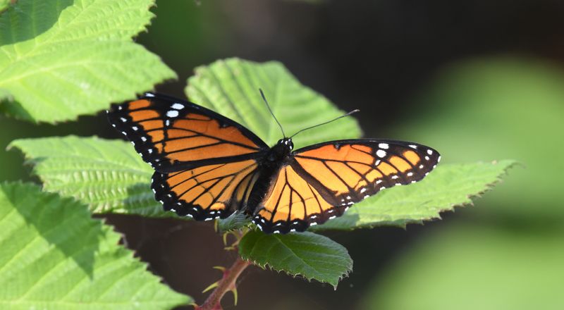 Viceroy: Limenitis archippus