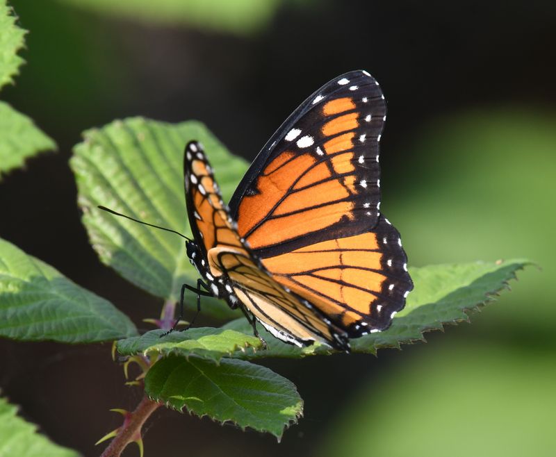 Viceroy: Limenitis archippus