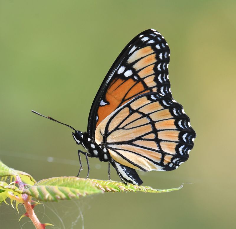 Viceroy: Limenitis archippus