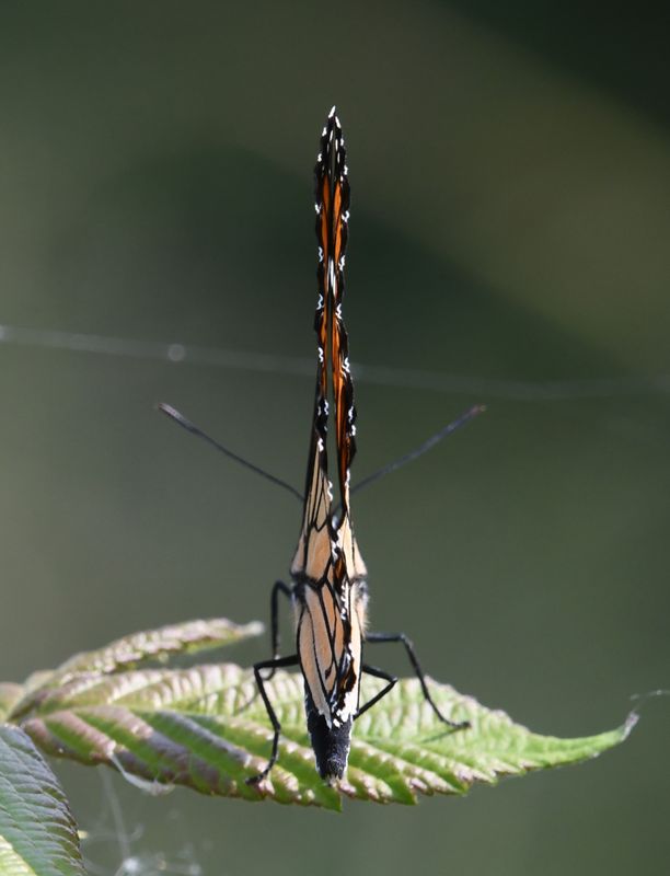 Viceroy: Limenitis archippus