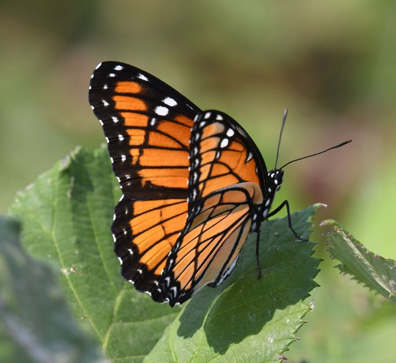 Viceroy: Limenitis archippus