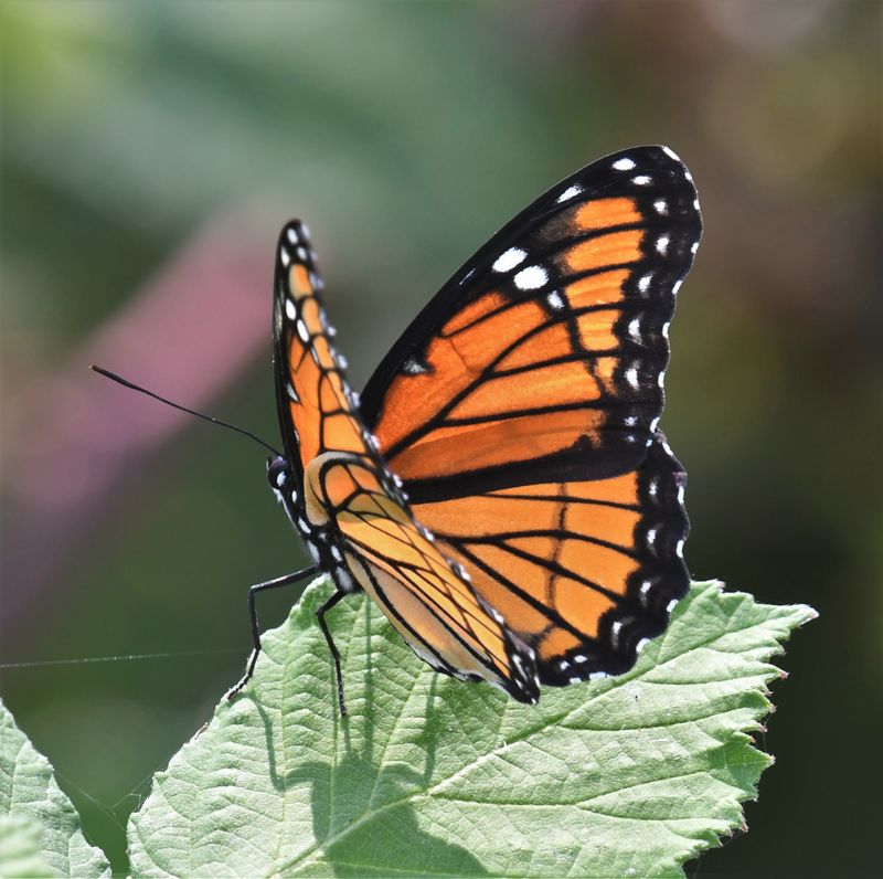 Viceroy: Limenitis archippus