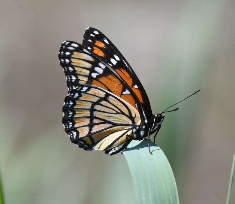 Viceroy: Limenitis archippus