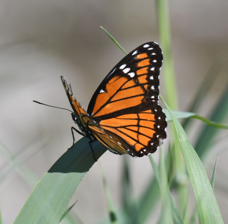 Viceroy: Limenitis archippus