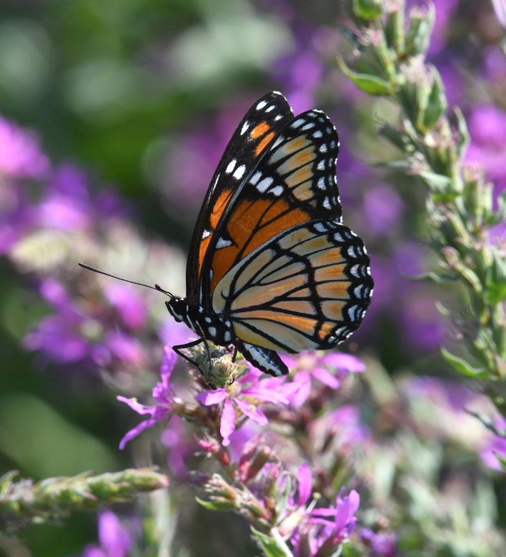 Viceroy