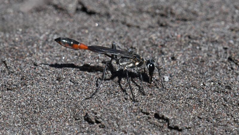 Wasp