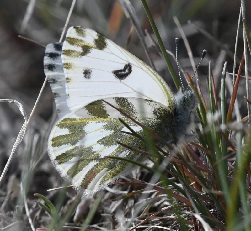 Becker's White: Pontia beckerii
