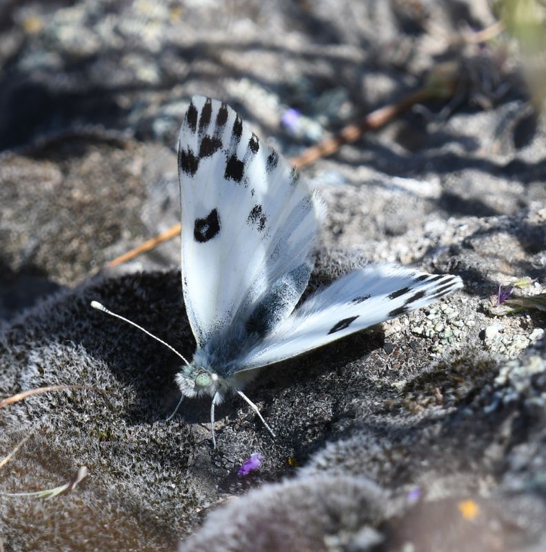 Becker's White: Pontia beckerii
