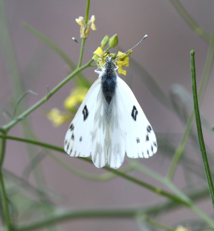 Becker's White: Pontia beckerii