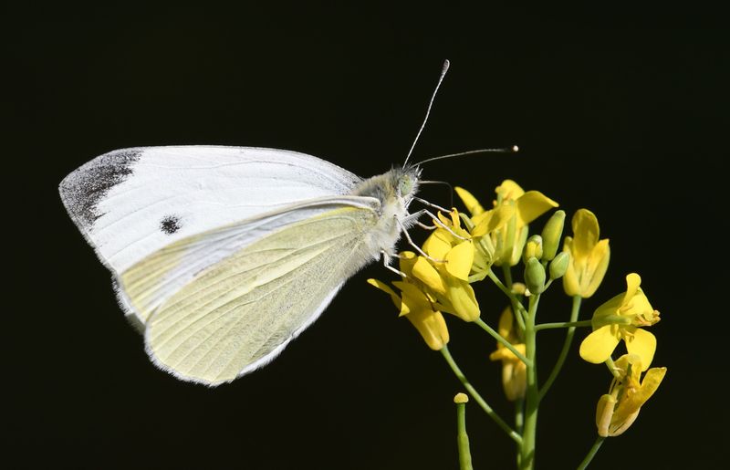 Cabbage White: Pieris rapae