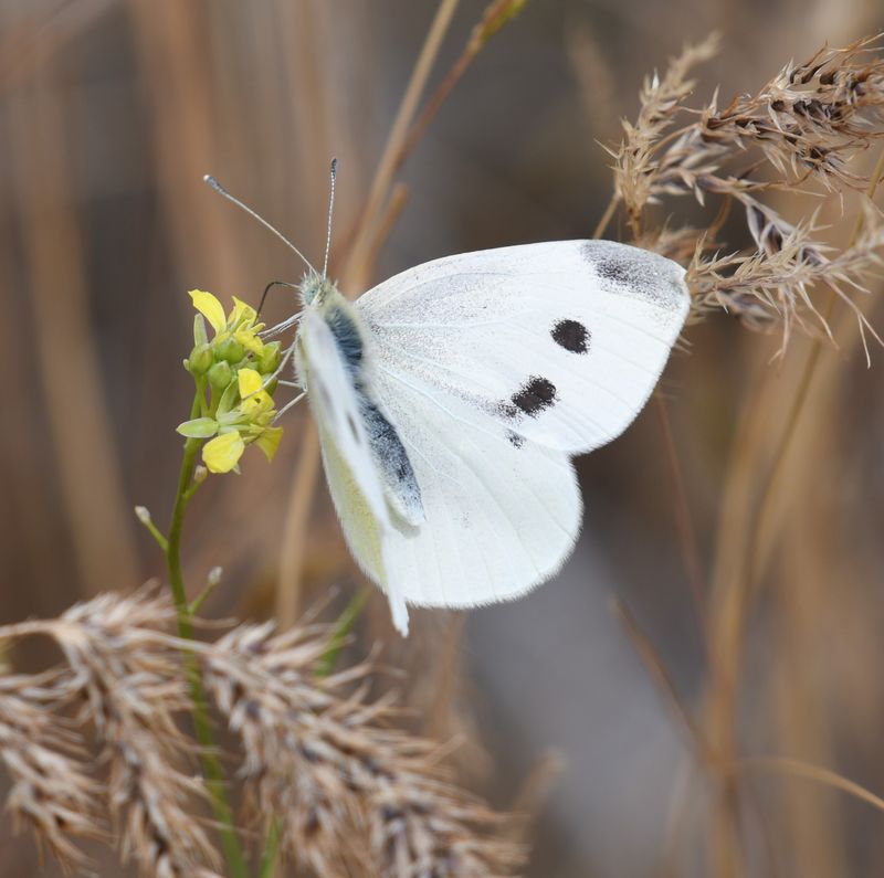 Cabbage White: Pieris rapae