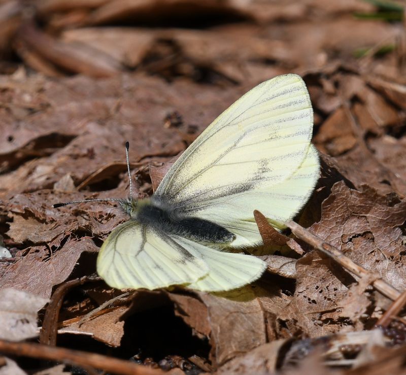 Margined White: Pieris marginalis