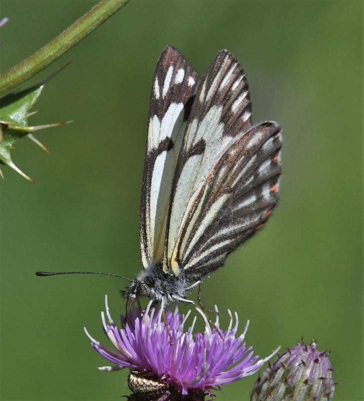 Pine White: Neophasia menapia