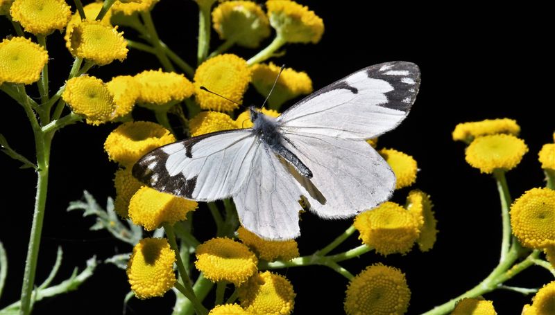 Pine White: Neophasia menapia