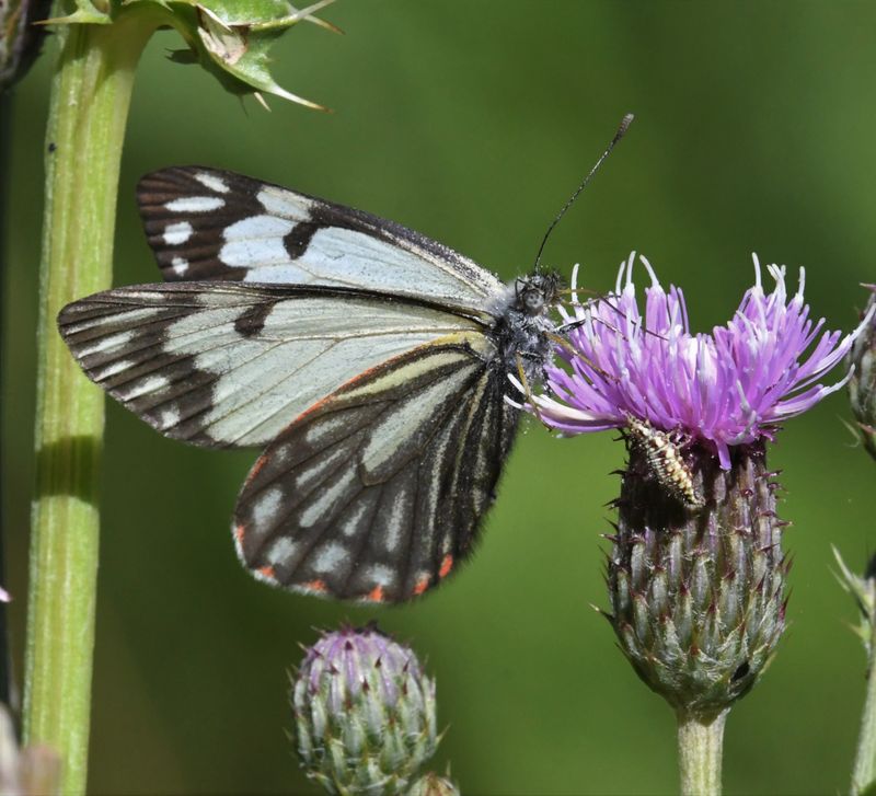 Pine White: Neophasia menapia