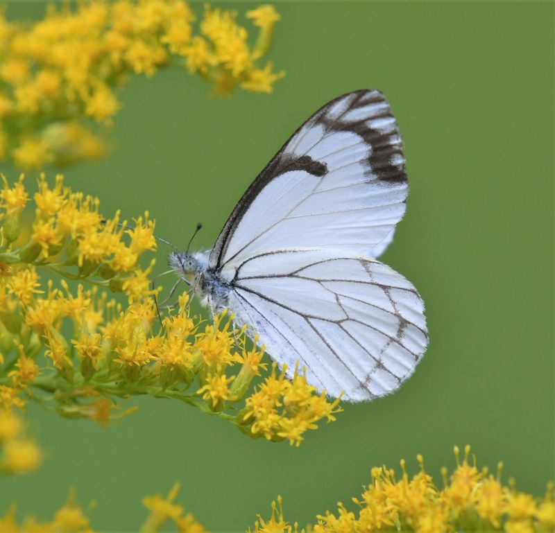 Pine White: Neophasia menapia