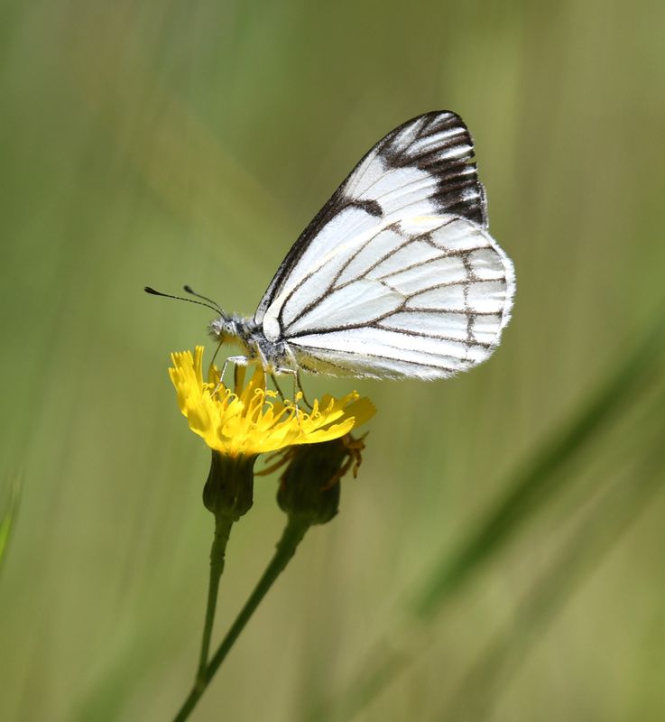 Pine White: Neophasia menapia