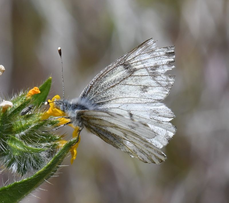 Spring White: Pontia sisymbrii