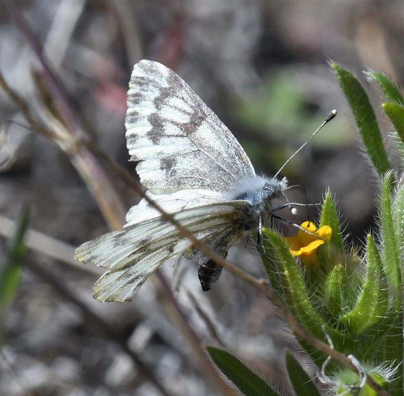 Spring White: Pontia sisymbrii