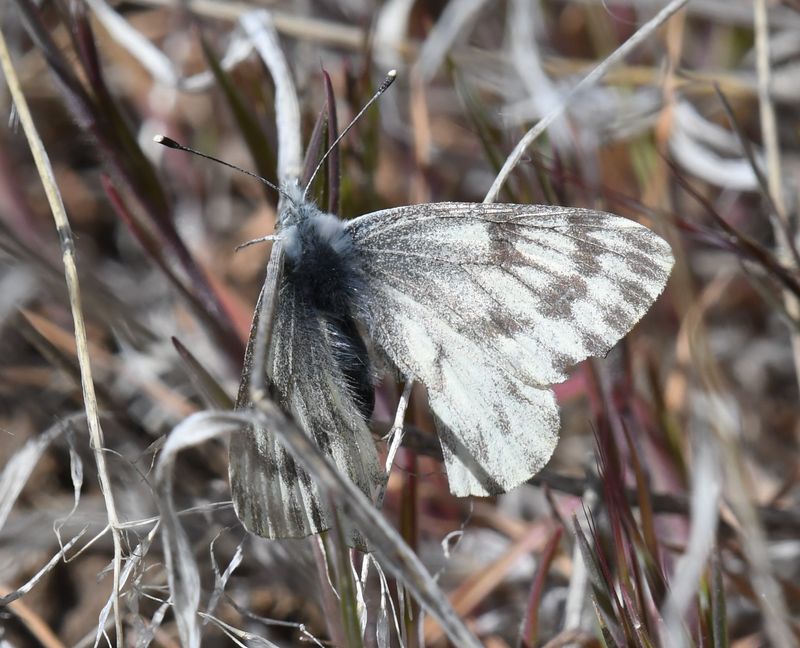 Spring White: Pontia sisymbrii