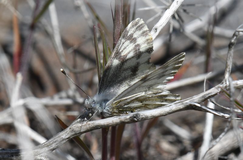 Spring White: Pontia sisymbrii