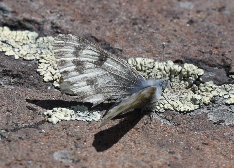 Spring White: Pontia sisymbrii