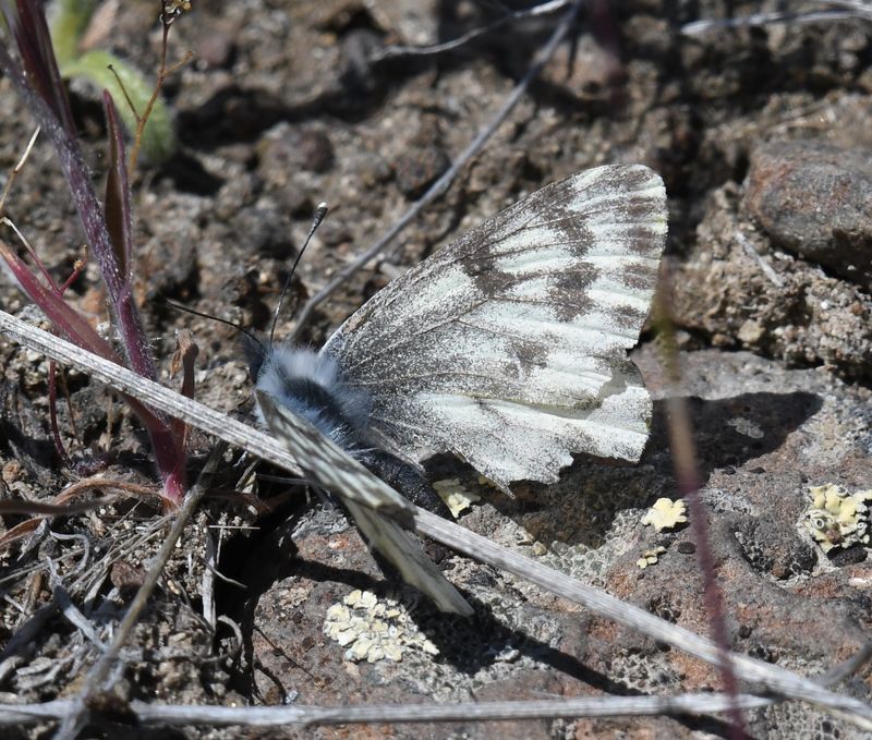 Spring White: Pontia sisymbrii