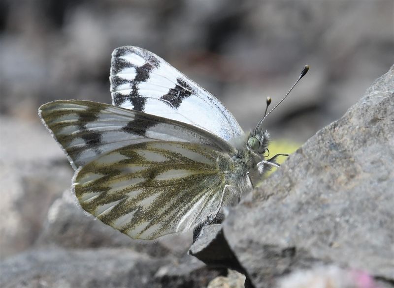 Western White: Pontia occidentalis
