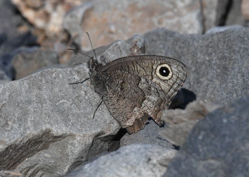 Great Basin Wood Nymph: Cercyonis sthenele