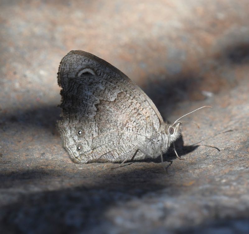 Great Basin Wood Nymph: Cercyonis sthenele