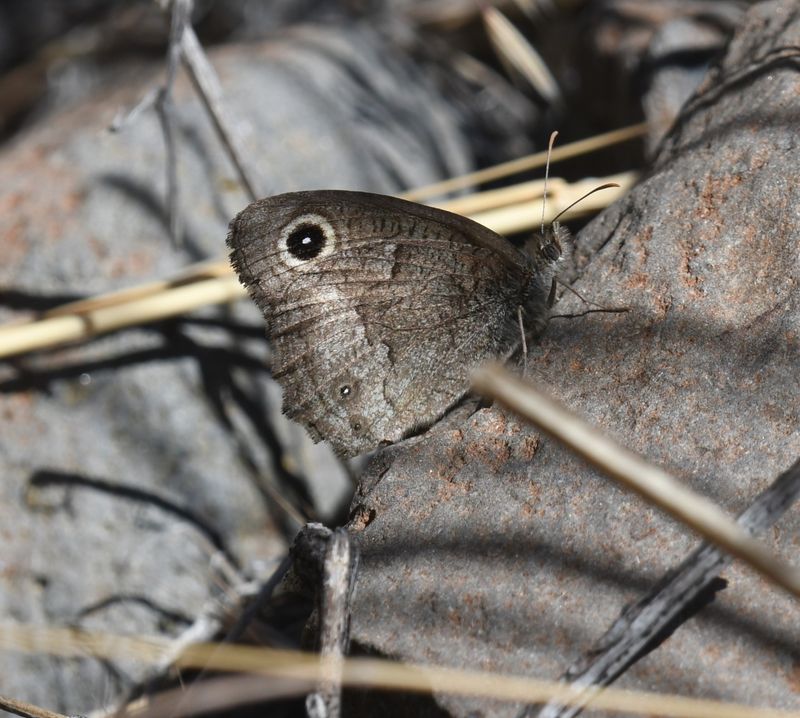 Great Basin Wood Nymph: Cercyonis sthenele