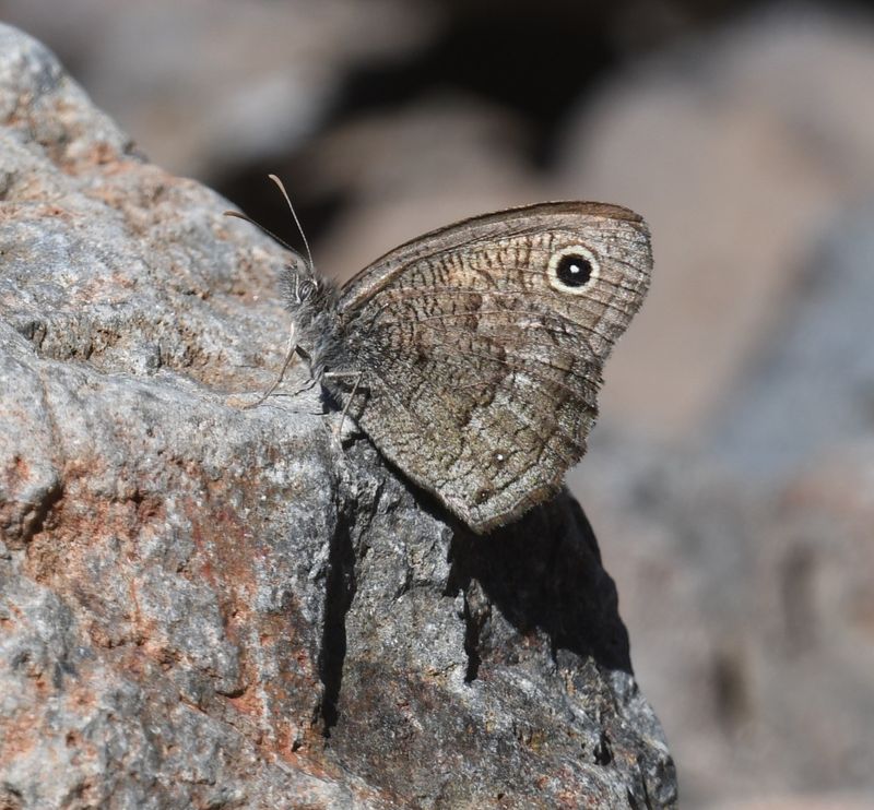 Wood Nymph, Great Basin