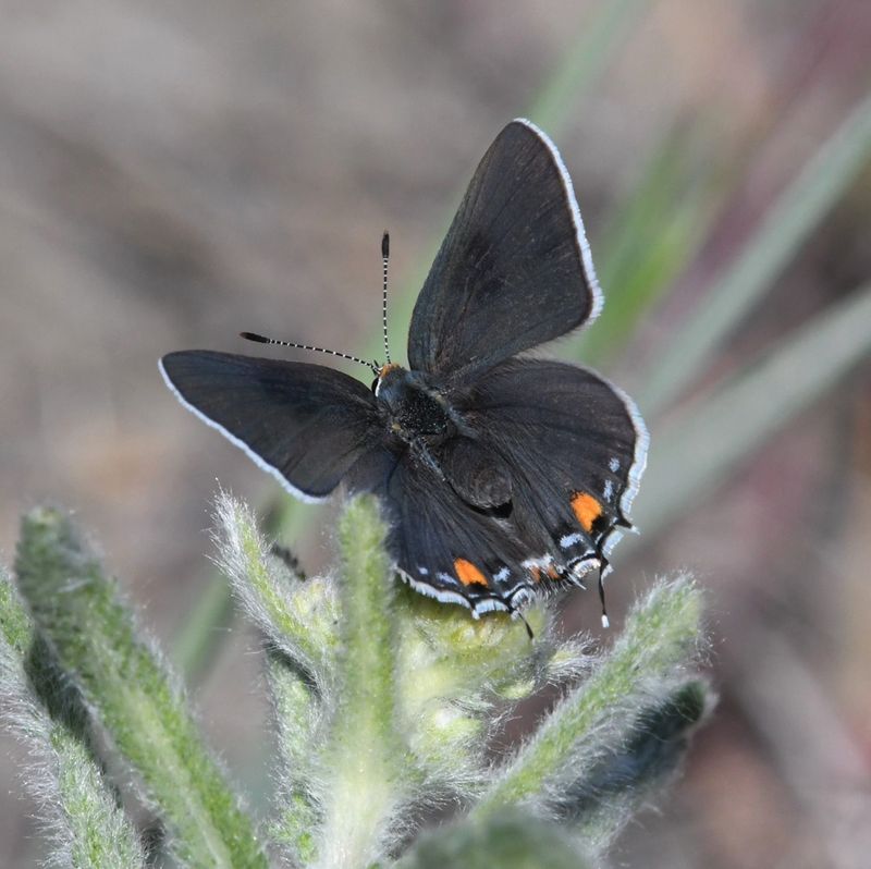 Gray Hairstreak: Strymon melinus