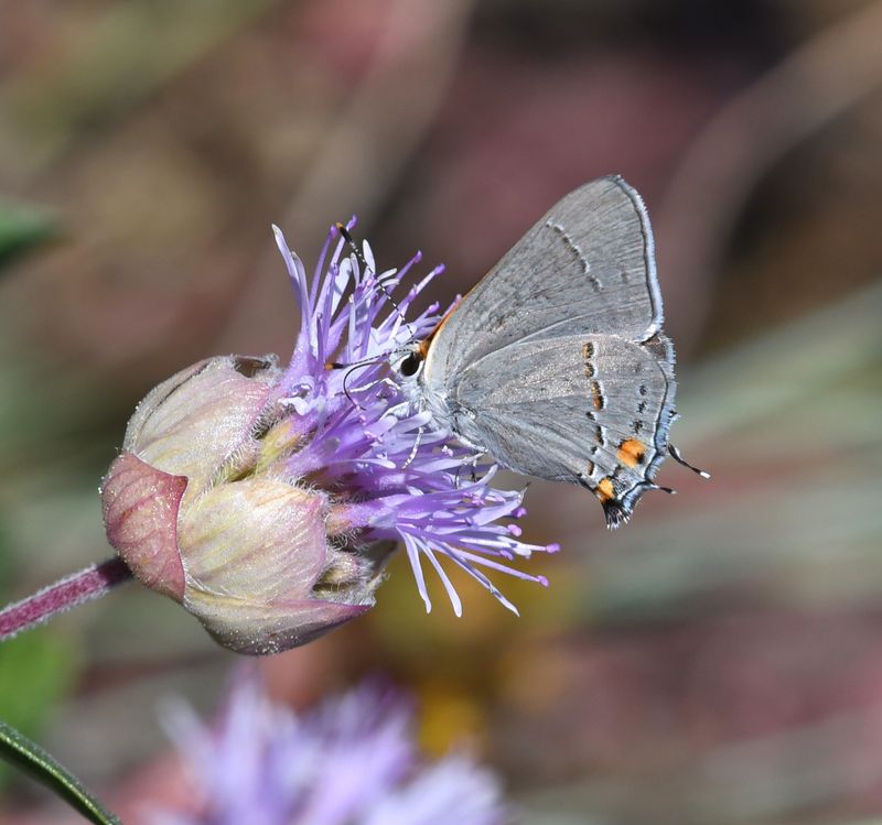 Gray Hairstreak: Strymon melinus