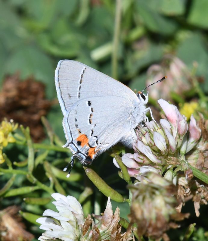 Gray Hairstreak: Strymon melinus