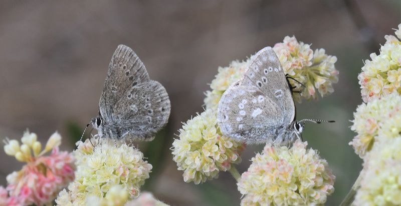 Halfmoon Hairstreak: Satyrium semiluna