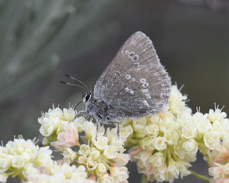 Halfmoon Hairstreak: Satyrium semiluna