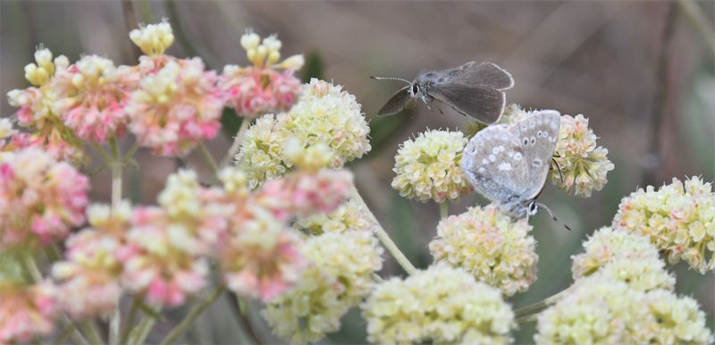 Halfmoon Hairstreak: Satyrium semiluna
