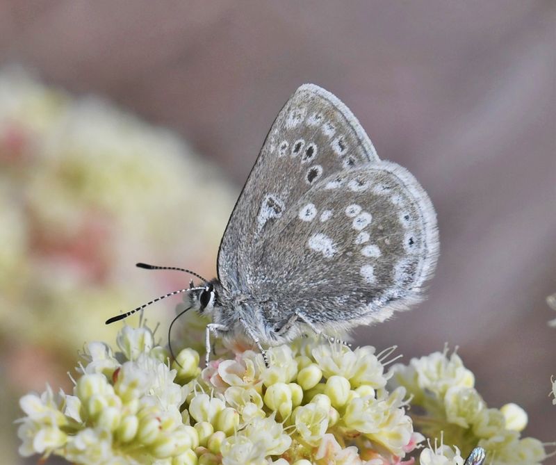 Halfmoon Hairstreak: Satyrium semiluna