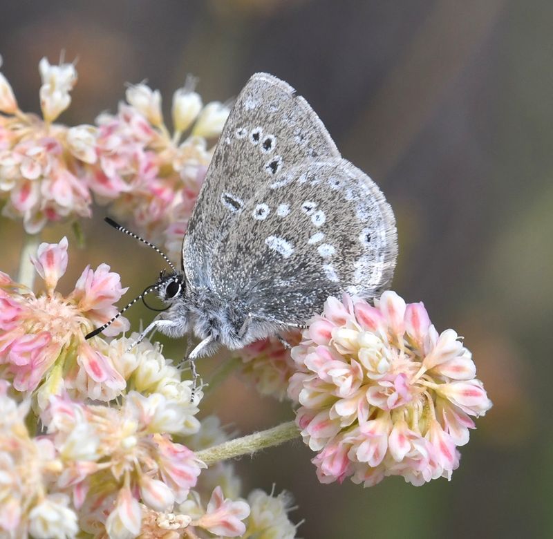 Halfmoon Hairstreak: Satyrium semiluna
